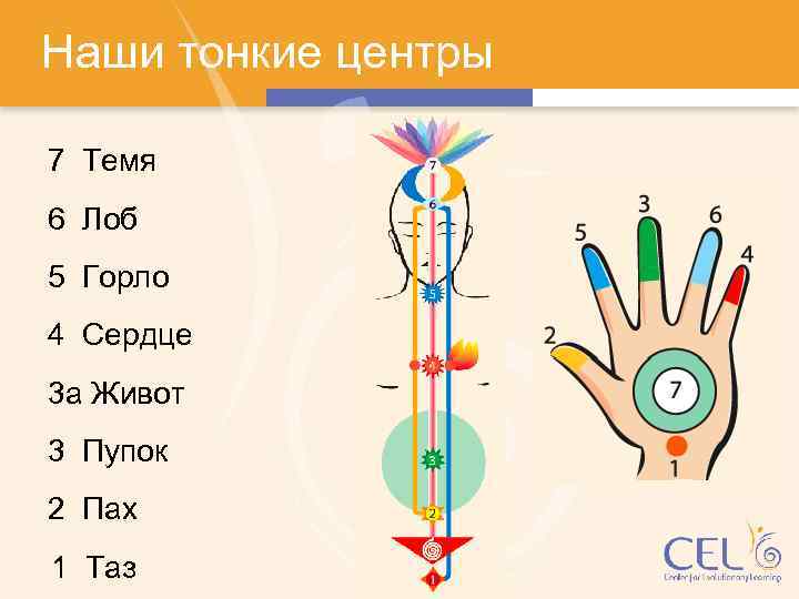 Наши тонкие центры 7 Темя 6 Лоб 5 Горло 4 Сердце 3 a Живот