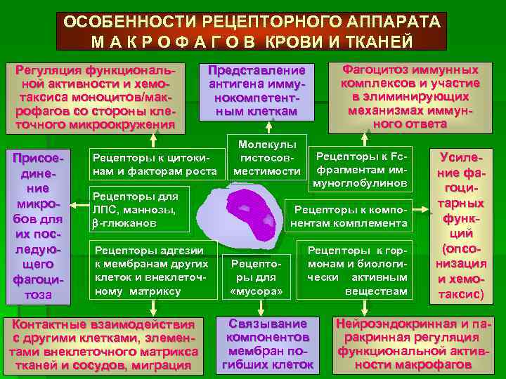 ОСОБЕННОСТИ РЕЦЕПТОРНОГО АППАРАТА М А К Р О Ф А Г О В КРОВИ