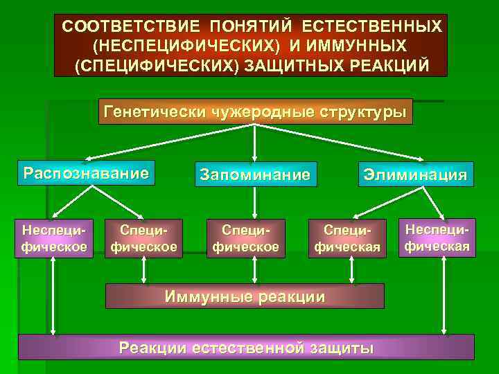 СООТВЕТСТВИЕ ПОНЯТИЙ ЕСТЕСТВЕННЫХ (НЕСПЕЦИФИЧЕСКИХ) И ИММУННЫХ (СПЕЦИФИЧЕСКИХ) ЗАЩИТНЫХ РЕАКЦИЙ Генетически чужеродные структуры Распознавание Неспецифическое
