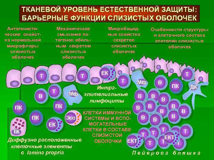ТКАНЕВОЙ УРОВЕНЬ ЕСТЕСТВЕННОЙ ЗАЩИТЫ: БАРЬЕРНЫЕ ФУНКЦИИ СЛИЗИСТЫХ ОБОЛОЧЕК Антагонистические свойства нормальной микрофлоры слизистых оболочек