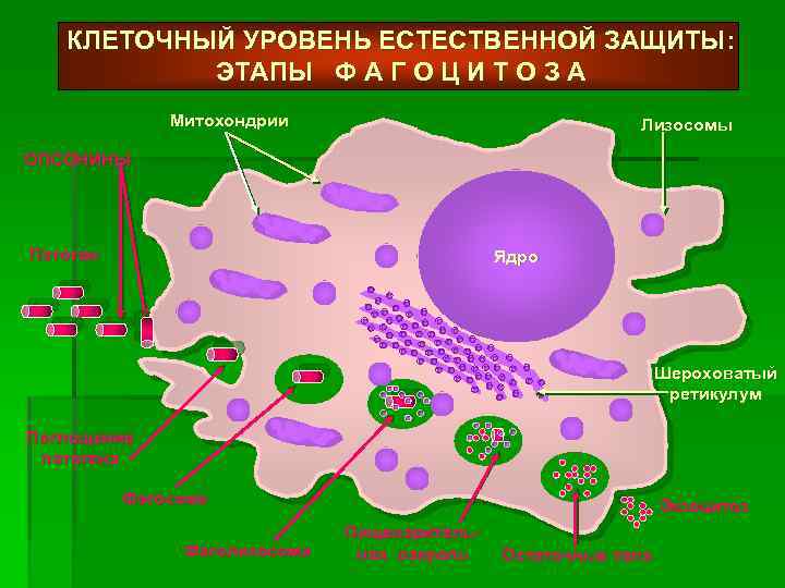 Естественная защита. Клеточный уровень. Белки экзоцитоза. Уровни естественной защиты организма. Генерация на клеточном уровне.