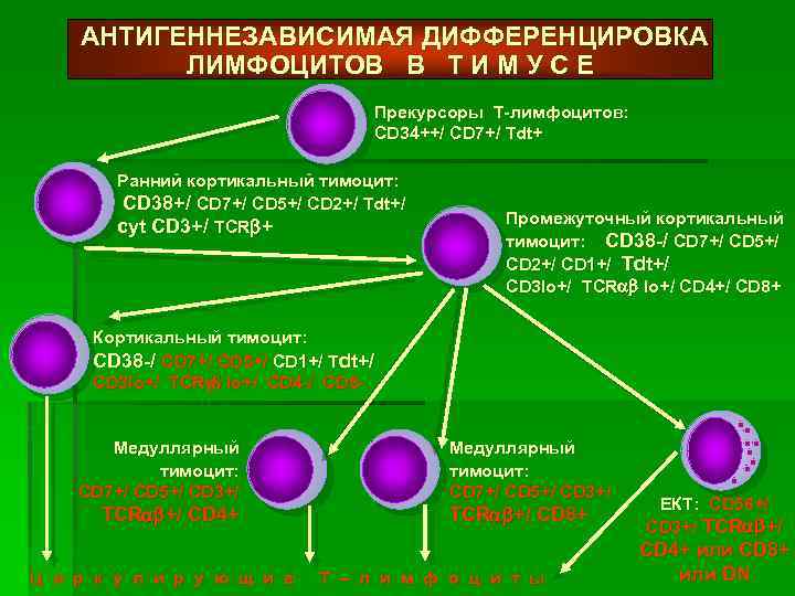 Схема онтогенеза в лимфоцитов