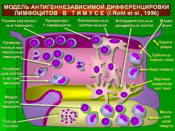 Дифференцировка лимфоцитов