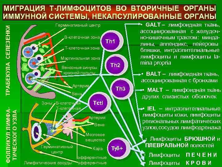 Ф О Л Л И К У Л Л И МФ А Т И