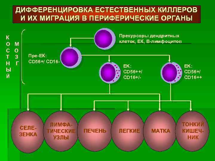 ДИФФЕРЕНЦИРОВКА ЕСТЕСТВЕННЫХ КИЛЛЕРОВ И ИХ МИГРАЦИЯ В ПЕРИФЕРИЧЕСКИЕ ОРГАНЫ К О С Т Н
