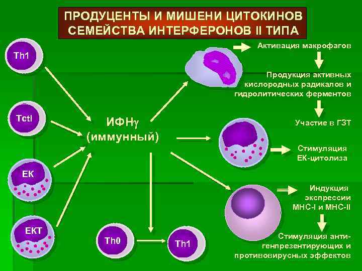 Участвуют в иммунных процессах