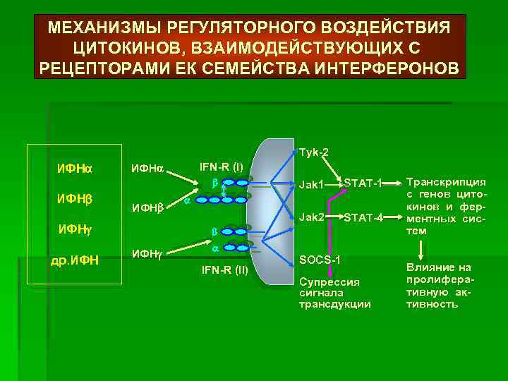 МЕХАНИЗМЫ РЕГУЛЯТОРНОГО ВОЗДЕЙСТВИЯ ЦИТОКИНОВ, ВЗАИМОДЕЙСТВУЮЩИХ С РЕЦЕПТОРАМИ ЕК СЕМЕЙСТВА ИНТЕРФЕРОНОВ Tyk-2 ИФН ИФН др.
