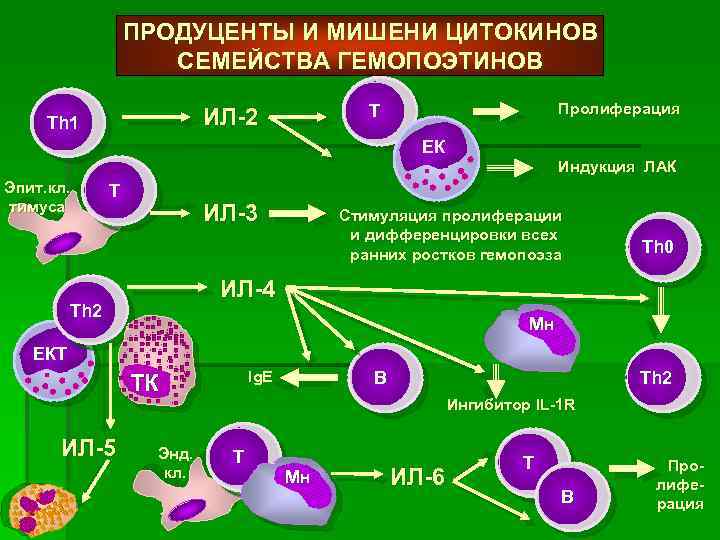 Клетки продуценты цитокинов схема