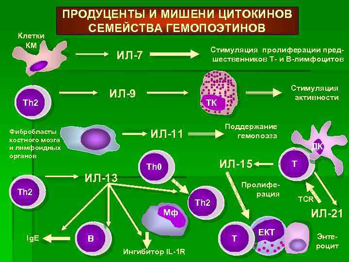 Клетки КМ ПРОДУЦЕНТЫ И МИШЕНИ ЦИТОКИНОВ СЕМЕЙСТВА ГЕМОПОЭТИНОВ Стимуляция пролиферации предшественников Т- и В-лимфоцитов