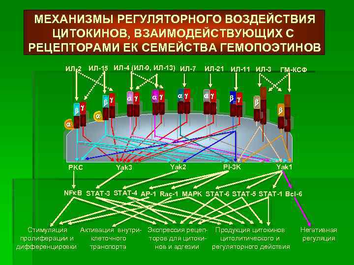 МЕХАНИЗМЫ РЕГУЛЯТОРНОГО ВОЗДЕЙСТВИЯ ЦИТОКИНОВ, ВЗАИМОДЕЙСТВУЮЩИХ С РЕЦЕПТОРАМИ ЕК СЕМЕЙСТВА ГЕМОПОЭТИНОВ ИЛ-2 ИЛ-15 ИЛ-4 (ИЛ-9,