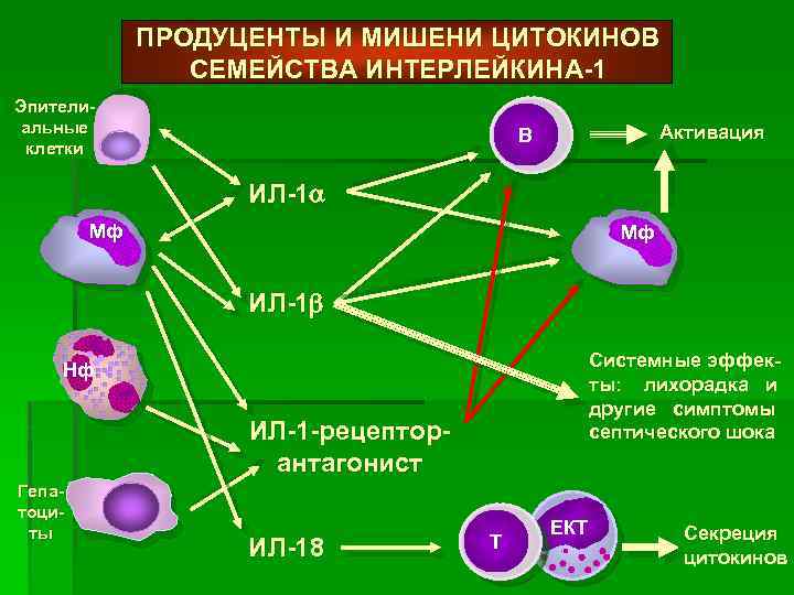 Клетки продуценты цитокинов схема