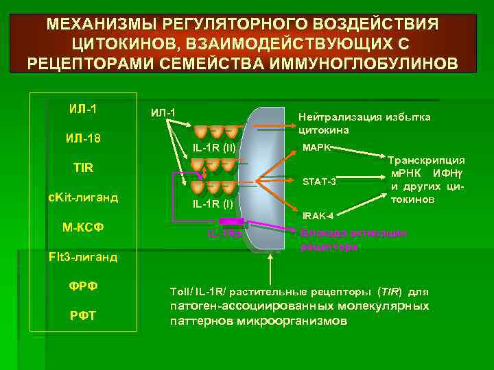 МЕХАНИЗМЫ РЕГУЛЯТОРНОГО ВОЗДЕЙСТВИЯ ЦИТОКИНОВ, ВЗАИМОДЕЙСТВУЮЩИХ С РЕЦЕПТОРАМИ СЕМЕЙСТВА ИММУНОГЛОБУЛИНОВ ИЛ-18 ИЛ-1 Нейтрализация избытка цитокина