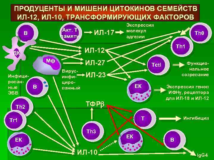 ПРОДУЦЕНТЫ И МИШЕНИ ЦИТОКИНОВ СЕМЕЙСТВ ИЛ-12, ИЛ-10, ТРАНСФОРМИРУЮЩИХ ФАКТОРОВ Акт. Т памяти В Мф