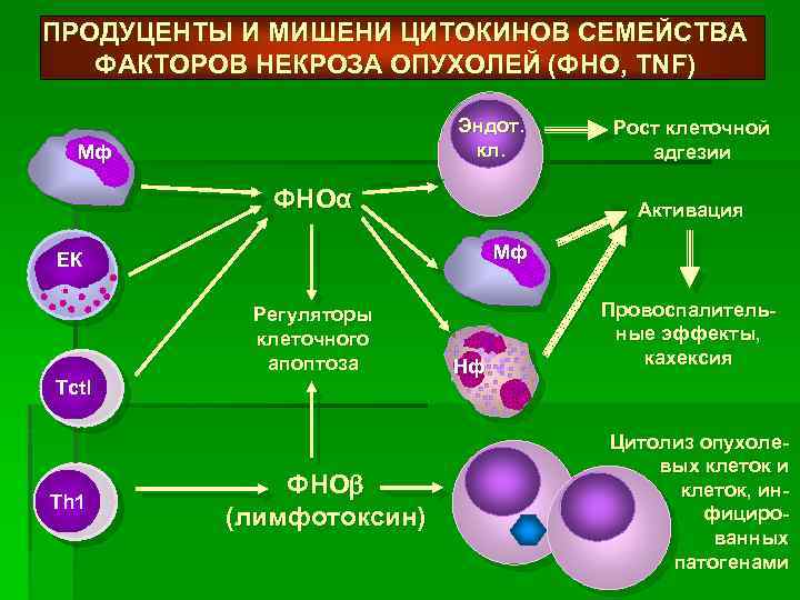 Фно фактор некроза опухоли