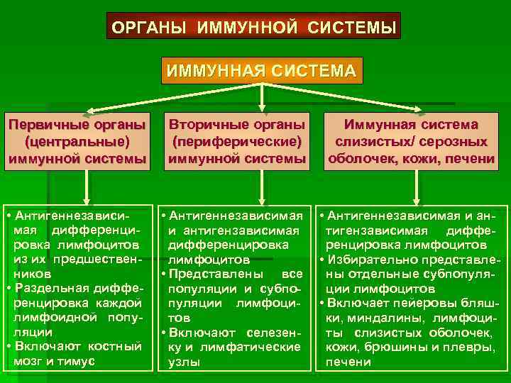 Первичные органы