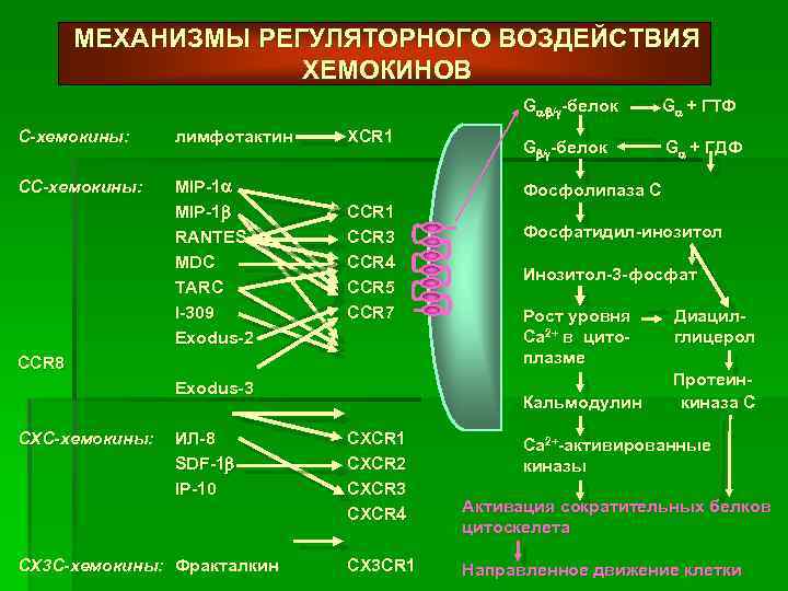 МЕХАНИЗМЫ РЕГУЛЯТОРНОГО ВОЗДЕЙСТВИЯ ХЕМОКИНОВ G / / -белок С-хемокины: лимфотактин СС-хемокины: MIP-1 RANTES MDC
