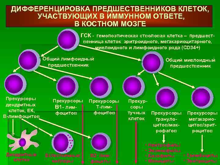 Дифференцировка клеток иммунной системы. Схема дифференцировки т и в лимфоцитов. Процесс дифференцировки клеток.