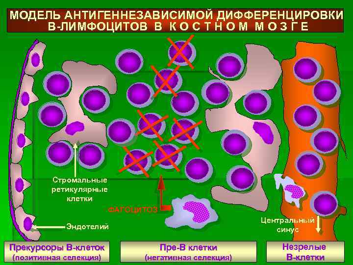 Дифференцировка клеток этапы. Тимус-независимая дифференцировка в-лимфоцитов. Пролиферация и дифференцировка т лимфоцитов.
