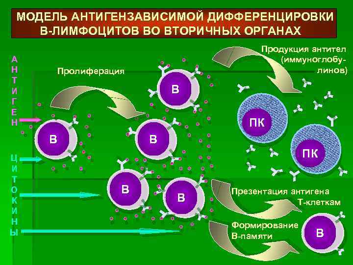 Схема дифференцировки в лимфоцитов