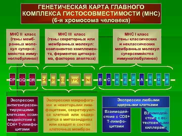 Генетическая карта локуса