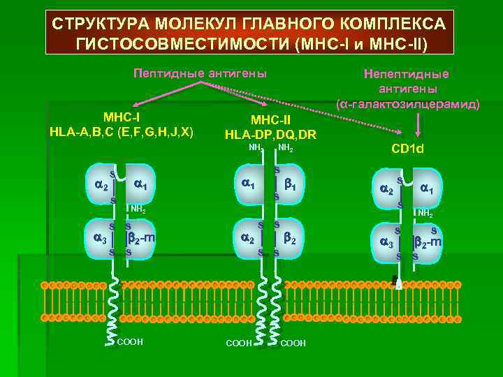 Схема строения молекулы мнс