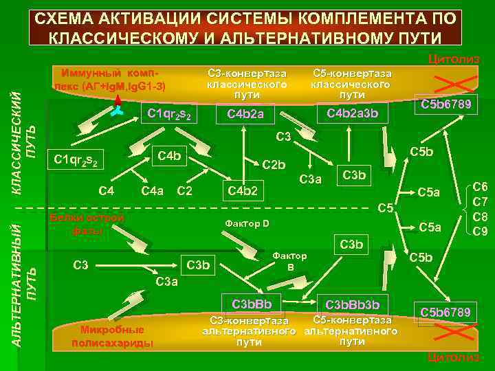 Альтернативный путь активации системы комплемента схема. Пути активации системы комплемента. Активация системы комплемента. Система комплемента по альтернативному пути.