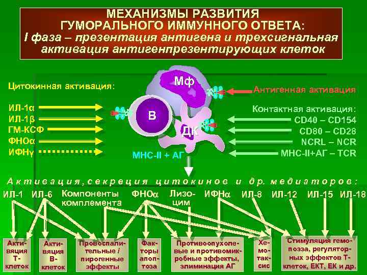 МЕХАНИЗМЫ РАЗВИТИЯ ГУМОРАЛЬНОГО ИММУННОГО ОТВЕТА: I фаза – презентация антигена и трехсигнальная активация антигенпрезентирующих