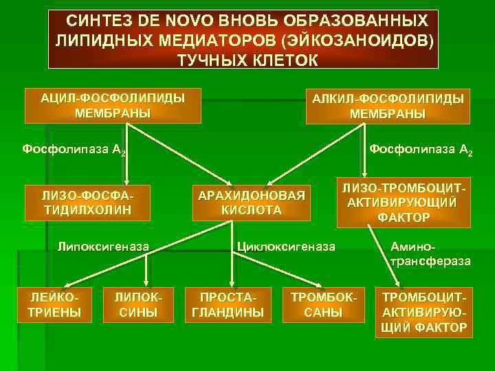 СИНТЕЗ DE NOVO ВНОВЬ ОБРАЗОВАННЫХ ЛИПИДНЫХ МЕДИАТОРОВ (ЭЙКОЗАНОИДОВ) ТУЧНЫХ КЛЕТОК АЦИЛ-ФОСФОЛИПИДЫ МЕМБРАНЫ АЛКИЛ-ФОСФОЛИПИДЫ МЕМБРАНЫ