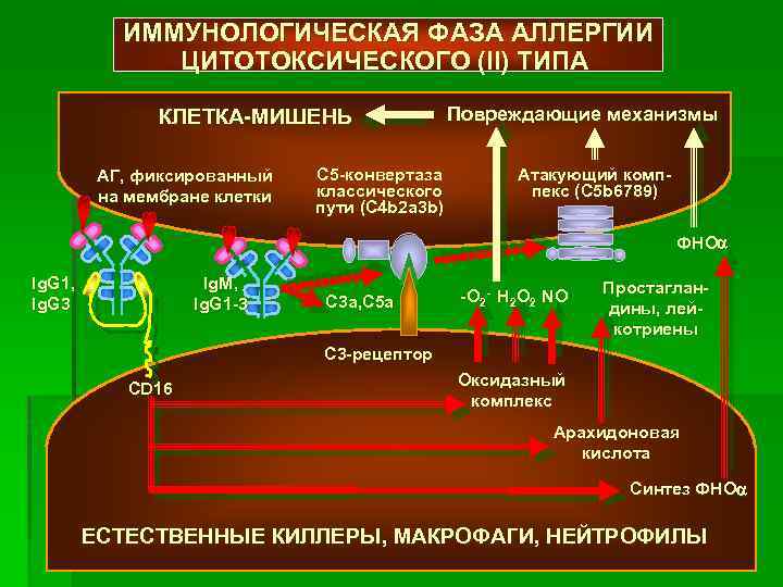 ИММУНОЛОГИЧЕСКАЯ ФАЗА АЛЛЕРГИИ ЦИТОТОКСИЧЕСКОГО (II) ТИПА КЛЕТКА-МИШЕНЬ АГ, фиксированный на мембране клетки C 5