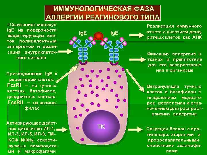 ИММУНОЛОГИЧЕСКАЯ ФАЗА АЛЛЕРГИИ РЕАГИНОВОГО ТИПА «Сшивание» молекул Ig. E на поверхности рецептирующих клеток поливалентным