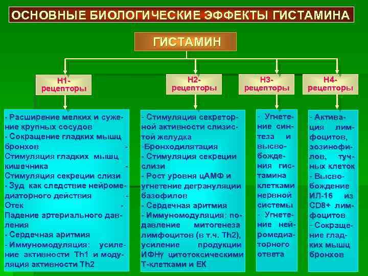 ОСНОВНЫЕ БИОЛОГИЧЕСКИЕ ЭФФЕКТЫ ГИСТАМИНА ГИСТАМИН H 1 рецепторы - Расширение мелких и сужение крупных