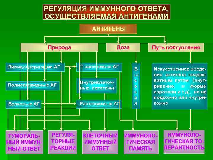 Регуляция иммунных процессов