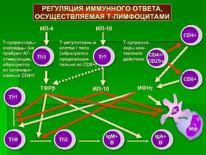 Регуляция иммунных процессов