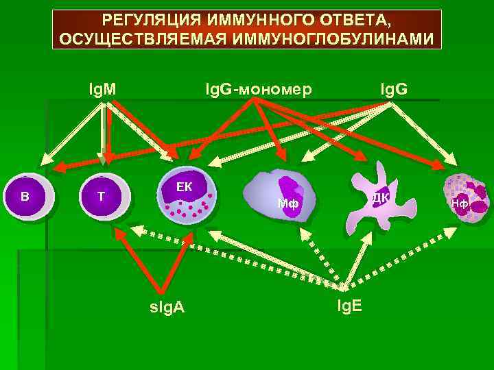 Регуляция иммунных процессов