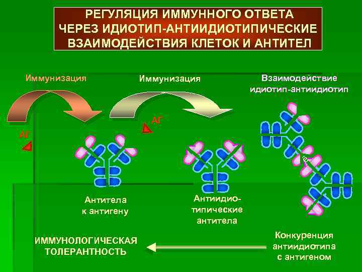 Регуляция иммунного ответа презентация