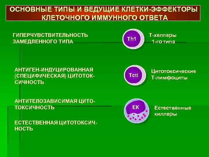 Иммунный ответ индуцируют. Клетки-эффекторы клеточного иммунного ответа. Клетки эффекторы клеточного иммунитета. Клетки эффекторы иммунного ответа. Гиперчувствительность замедленного типа.