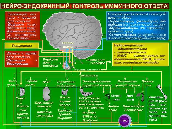 Иммунная карта нейро анализ