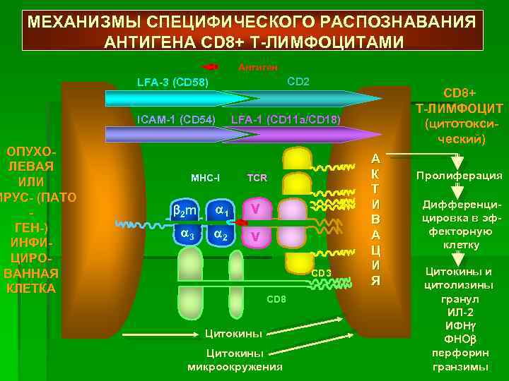 МЕХАНИЗМЫ СПЕЦИФИЧЕСКОГО РАСПОЗНАВАНИЯ АНТИГЕНА CD 8+ Т-ЛИМФОЦИТАМИ ОПУХОЛЕВАЯ ИЛИ ИРУС- (ПАТО ГЕН-) ИНФИЦИРОВАННАЯ КЛЕТКА