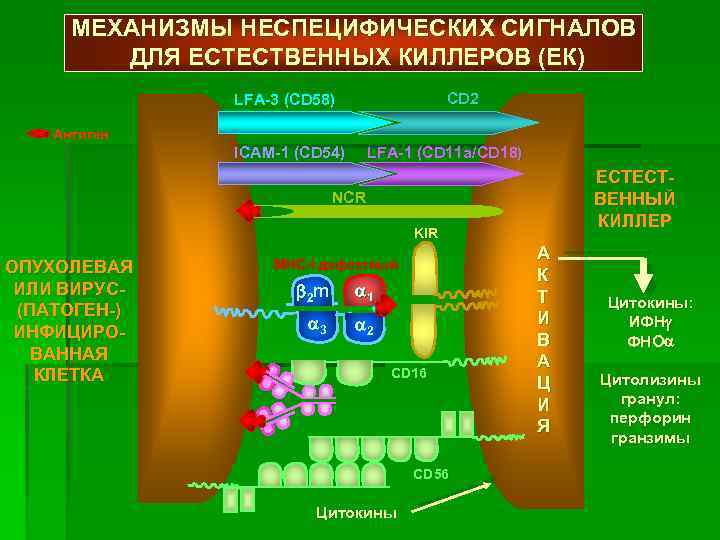 МЕХАНИЗМЫ НЕСПЕЦИФИЧЕСКИХ СИГНАЛОВ ДЛЯ ЕСТЕСТВЕННЫХ КИЛЛЕРОВ (ЕК) СD 2 LFA-3 (СD 58) Антиген LFA-1