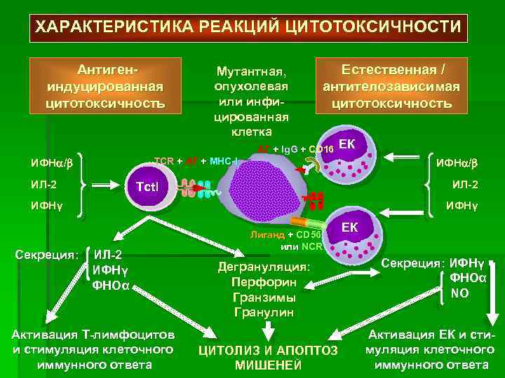 ХАРАКТЕРИСТИКА РЕАКЦИЙ ЦИТОТОКСИЧНОСТИ Антигениндуцированная цитотоксичность Мутантная, опухолевая или инфицированная клетка Естественная / антителозависимая цитотоксичность