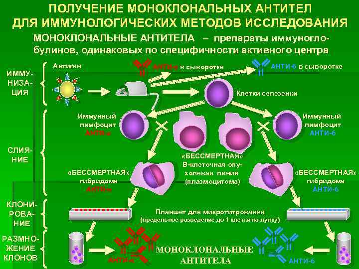 Иммунодиагностика микробиология презентация