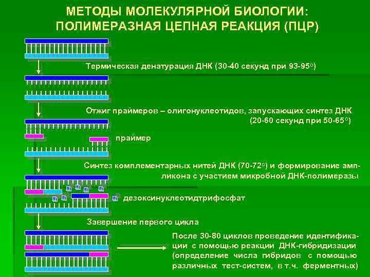 МЕТОДЫ МОЛЕКУЛЯРНОЙ БИОЛОГИИ: ПОЛИМЕРАЗНАЯ ЦЕПНАЯ РЕАКЦИЯ (ПЦР) Термическая денатурация ДНК (30 -40 секунд при