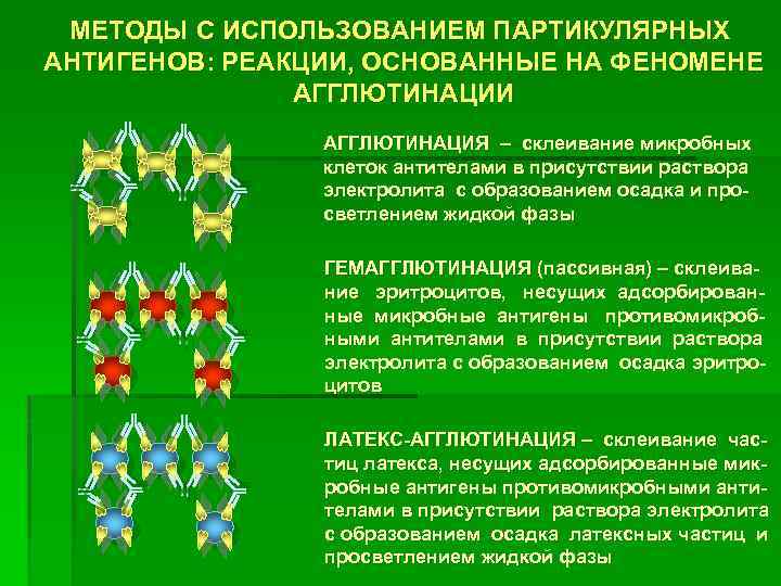 МЕТОДЫ С ИСПОЛЬЗОВАНИЕМ ПАРТИКУЛЯРНЫХ АНТИГЕНОВ: РЕАКЦИИ, ОСНОВАННЫЕ НА ФЕНОМЕНЕ АГГЛЮТИНАЦИИ АГГЛЮТИНАЦИЯ – склеивание микробных