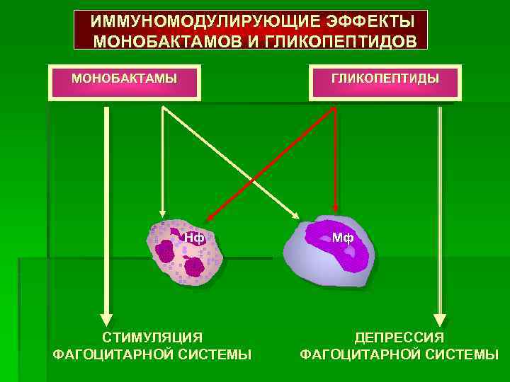 ИММУНОМОДУЛИРУЮЩИЕ ЭФФЕКТЫ МОНОБАКТАМОВ И ГЛИКОПЕПТИДОВ МОНОБАКТАМЫ ГЛИКОПЕПТИДЫ Нф СТИМУЛЯЦИЯ ФАГОЦИТАРНОЙ СИСТЕМЫ Мф ДЕПРЕССИЯ ФАГОЦИТАРНОЙ