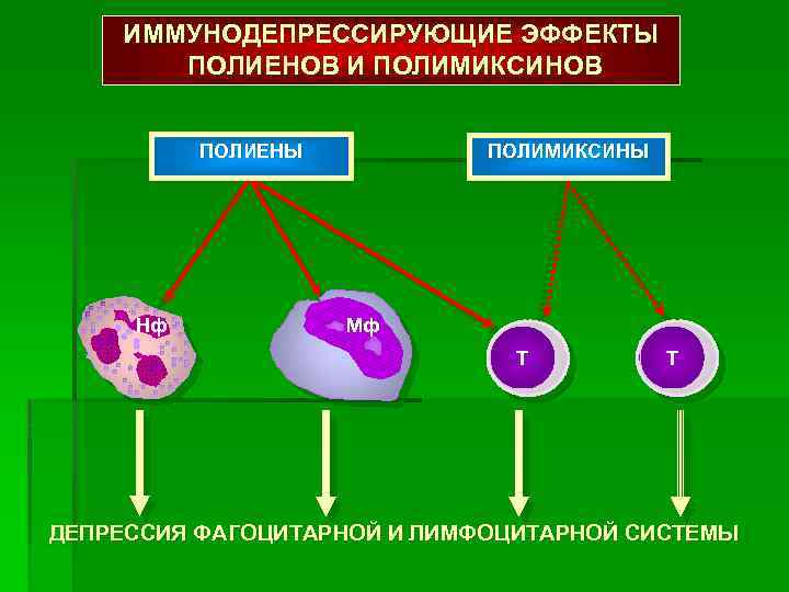 ИММУНОДЕПРЕССИРУЮЩИЕ ЭФФЕКТЫ ПОЛИЕНОВ И ПОЛИМИКСИНОВ ПОЛИЕНЫ Нф ПОЛИМИКСИНЫ Мф Т Т ДЕПРЕССИЯ ФАГОЦИТАРНОЙ И