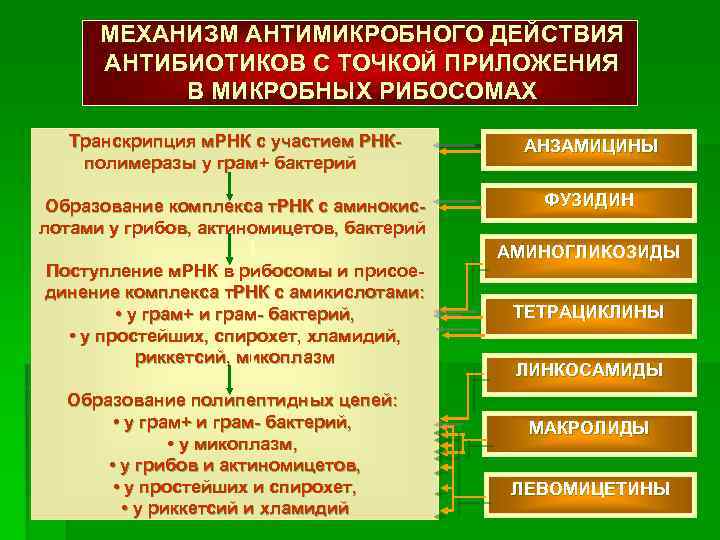 МЕХАНИЗМ АНТИМИКРОБНОГО ДЕЙСТВИЯ АНТИБИОТИКОВ С ТОЧКОЙ ПРИЛОЖЕНИЯ В МИКРОБНЫХ РИБОСОМАХ Транскрипция м. РНК с