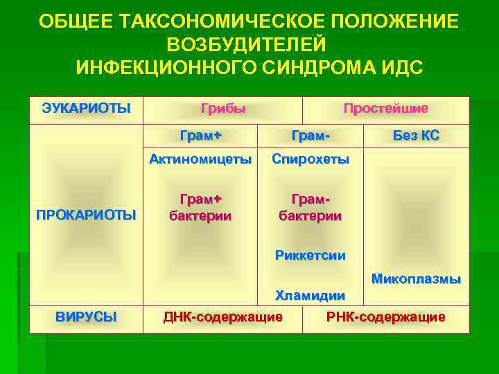 ОБЩЕЕ ТАКСОНОМИЧЕСКОЕ ПОЛОЖЕНИЕ ВОЗБУДИТЕЛЕЙ ИНФЕКЦИОННОГО СИНДРОМА ИДС ЭУКАРИОТЫ Грибы Простейшие Грам+ Актиномицеты ПРОКАРИОТЫ Грам.