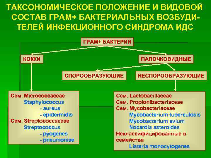 ТАКСОНОМИЧЕСКОЕ ПОЛОЖЕНИЕ И ВИДОВОЙ СОСТАВ ГРАМ+ БАКТЕРИАЛЬНЫХ ВОЗБУДИТЕЛЕЙ ИНФЕКЦИОННОГО СИНДРОМА ИДС ГРАМ+ БАКТЕРИИ КОККИ