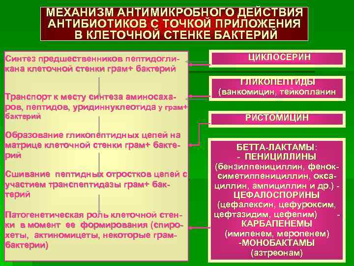 МЕХАНИЗМ АНТИМИКРОБНОГО ДЕЙСТВИЯ АНТИБИОТИКОВ С ТОЧКОЙ ПРИЛОЖЕНИЯ В КЛЕТОЧНОЙ СТЕНКЕ БАКТЕРИЙ Синтез предшественников пептидогликана