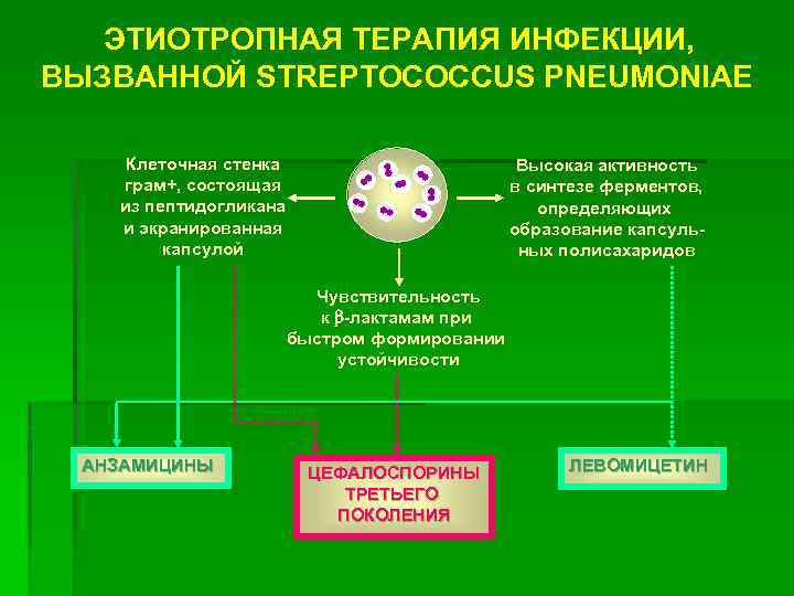 ЭТИОТРОПНАЯ ТЕРАПИЯ ИНФЕКЦИИ, ВЫЗВАННОЙ STREPTOCOCCUS PNEUMONIAE Клеточная стенка грам+, состоящая из пептидогликана и экранированная